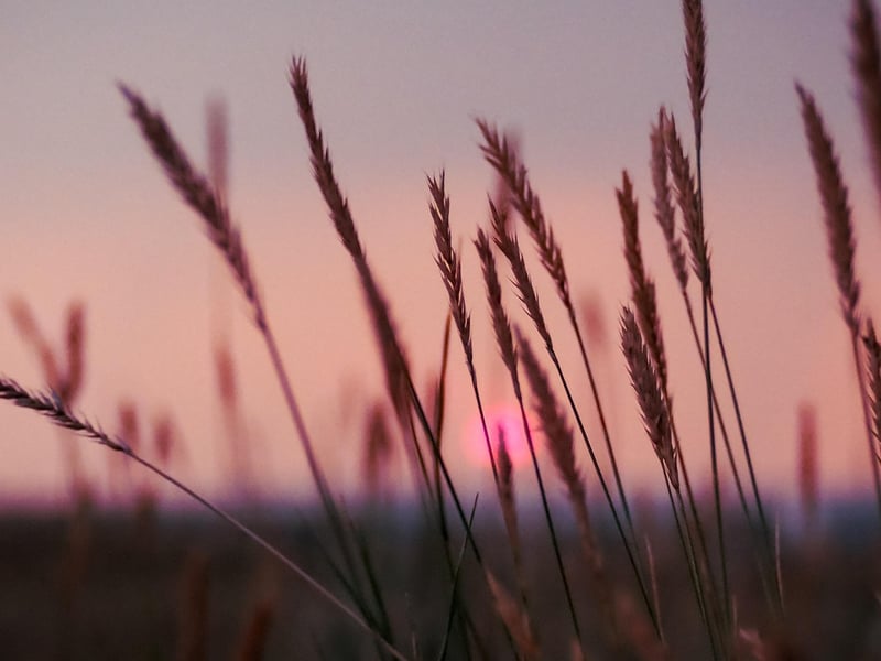 Summer Sunsets